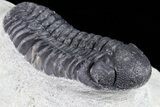 Bargain, Austerops Trilobite - Visible Eye Facets #80672-2